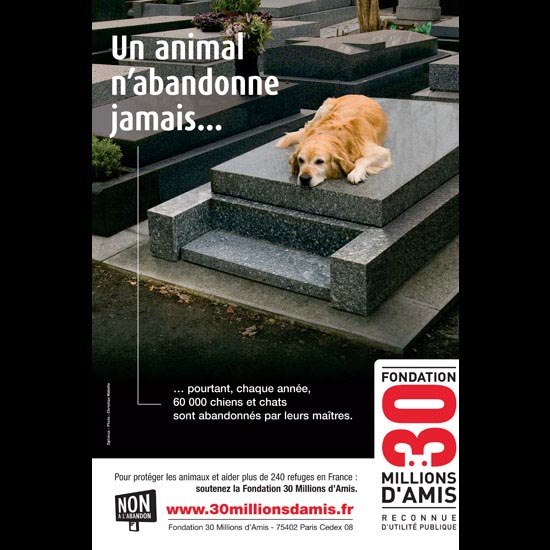 photo de chien dans un cimetière pour 30 Millions d'Amis